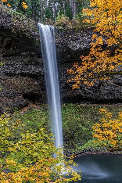 Jaynes Gallery 아티스트의 USA-Oregon-Silver Falls State Park Tall waterfall and forest in autumn작품입니다.